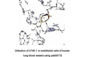 Image no. 2 for anti-Lymphatic Vessel Endothelial Hyaluronan Receptor 1 (LYVE1) (AA 250-318), (C-Term) antibody (ABIN363481)