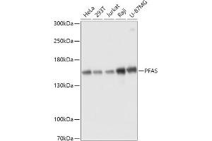 Western blot analysis of extracts of various cell lines, using PFAS antibody (ABIN7269366) at 1:3000 dilution. (PFAS anticorps  (AA 1-300))