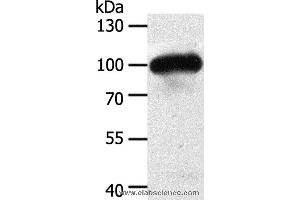 Western blot analysis of Mouse heart tissue, using MAP4K3 Polyclonal Antibody at dilution of 1:400 (MAP4K3 anticorps)