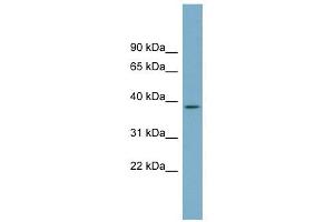 SDSL antibody used at 1 ug/ml to detect target protein. (SDSL anticorps  (N-Term))