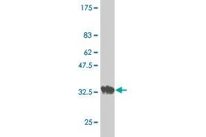 Western Blot detection against Immunogen (37.