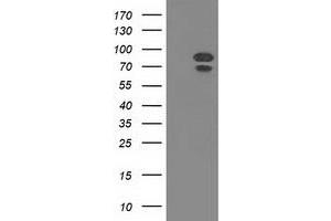 Western Blotting (WB) image for anti-Mitogen-Activated Protein Kinase 12 (MAPK12) antibody (ABIN1499307) (MAPK12 anticorps)