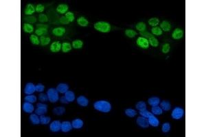 IF analysis of GATA6 using anti-GATA6 antibody (ABIN7599662). (GATA6 anticorps  (AA 105-151))