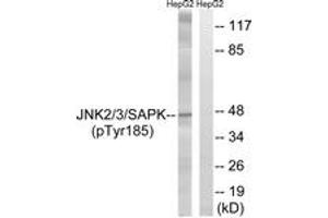 Western blot analysis of extracts from HepG2 cells treated with nocodazole 1ug/ml 16h, using SAPK/JNK (Phospho-Tyr185) Antibody. (SAPK, JNK (AA 151-200), (pTyr185) anticorps)