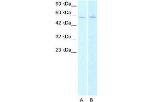 Host:  Rabbit   Target Name:  CHRNA2 Lane A: HepG2 cell lysates Lane B: Raji cell lysates   Antibody Dilution:   0. (CHRNA2 anticorps  (N-Term))