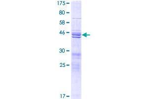 Image no. 1 for TRAF-Interacting Protein with Forkhead-Associated Domain (TIFA) (AA 1-184) protein (GST tag) (ABIN1322759)