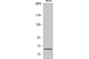 Western Blotting (WB) image for anti-Frizzled Family Receptor 9 (FZD9) (C-Term) antibody (ABIN3184694)