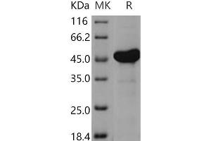Western Blotting (WB) image for Adenylate Kinase 4 (AK4) protein (GST tag,His tag) (ABIN7194160)