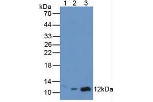 Figure. (MIF anticorps  (AA 4-112))