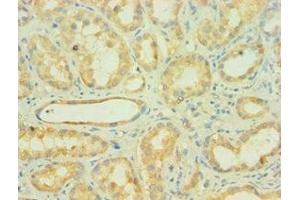 Immunohistochemistry of paraffin-embedded human kidney tissue using ABIN7159650 at dilution of 1: 100 (AUH anticorps  (AA 68-339))