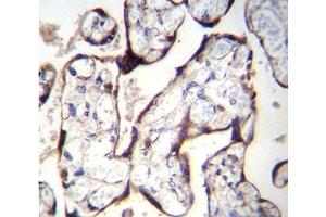 TGFBR2 antibody immunohistochemistry analysis in formalin fixed and paraffin embedded human placenta tissue.