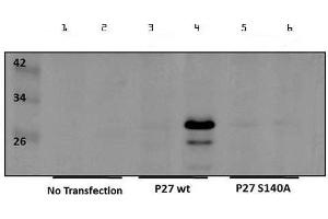 Western Blot of Rabbit anti-p27kip1pS140 Antibody. (CDKN1B anticorps  (Internal Region, pSer140))