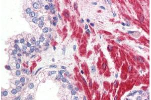 Anti-OR51E1 antibody  ABIN1049182 IHC staining of human prostate.