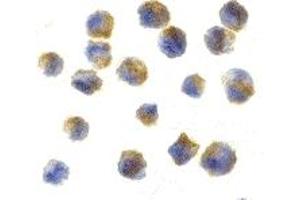 Immunohistochemistry (IHC) image for anti-Cerebellin 1 Precursor (CBLN1) (C-Term) antibody (ABIN1030599)