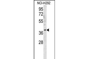 OR2AK2 Antibody (C-term) (ABIN656146 and ABIN2845482) western blot analysis in NCI- cell line lysates (35 μg/lane). (OR2AK2 anticorps  (C-Term))