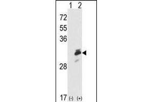 Western blot analysis of ERP29 (arrow) using rabbit polyclonal ERP29 Antibody (Center) (ABIN389440 and ABIN2839513). (ERP29 anticorps  (AA 151-179))