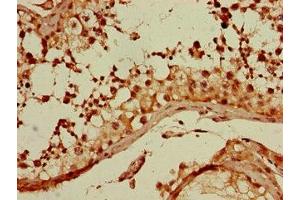 Immunohistochemistry of paraffin-embedded human testis tissue using ABIN7154727 at dilution of 1:100 (GNA11 anticorps  (AA 1-359))