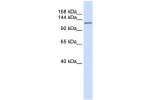 WB Suggested Anti-ATN1 Antibody Titration: 0. (Atrophin 1 anticorps  (N-Term))