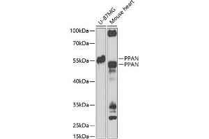 Western blot analysis of extracts of various cell lines, using PPAN Antibody (ABIN6133157, ABIN6145994, ABIN6145996 and ABIN6223238) at 1:1000 dilution. (PPAN anticorps  (AA 1-300))