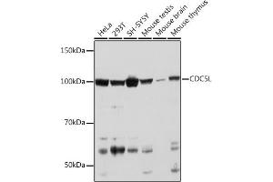 anti-CDC5 Cell Division Cycle 5-Like (S. Pombe) (CDC5L) antibody