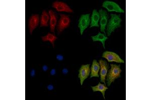 ABIN6263953 and ABIN6272735 staining HepG2 cells by IF/ICC. (LPAR4 anticorps  (C-Term))