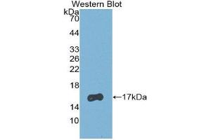 Western Blotting (WB) image for anti-Retinol Binding Protein 5, Cellular (RBP5) (AA 1-135) antibody (ABIN2116563) (Retinol Binding Protein 5 anticorps  (AA 1-135))