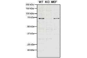 Western Blot analysis of Human, Mouse A549, MEF showing detection of VPS35 protein using Mouse Anti-VPS35 Monoclonal Antibody, Clone 11H10 (ABIN6933005).
