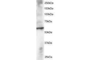ABIN184692 staining (2µg/ml) of Human Heart lysate (RIPA buffer, 30µg total protein per lane).