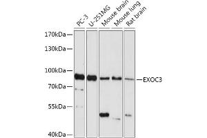 Western blot analysis of extracts of various cell lines, using EXOC3 antibody (ABIN7267061) at 1:1000 dilution.