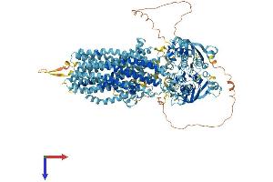 AlphaFold protein structure predicition of Human Recombinant ABCC12 Protein, UniprotID Q96J65
