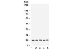 Western blot testing of 1) rat liver, 2) mouse liver, 3) human SMMC, 4) HepG2 and 5) RH35 lysate with FABP antibody. (FABP1 (liver) anticorps)