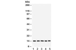 Western blot testing of 1) rat liver, 2) mouse liver, 3) human SMMC, 4) HepG2 and 5) RH35 lysate with FABP antibody.
