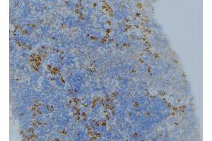 ABIN6276616 at 1/100 staining Human lymph node tissue by IHC-P. (BHMT anticorps  (C-Term))