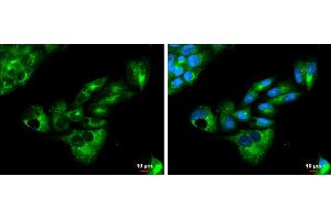 ICC/IF Image Apolipoprotein E antibody [C2C3], C-term detects Apolipoprotein E protein at cytoplasm by immunofluorescent analysis.