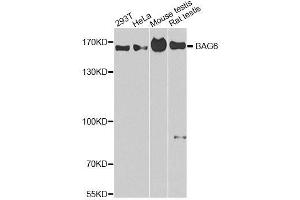 Western blot analysis of extracts of various cell lines, using BAG6 antibody. (BAT3 anticorps  (AA 1-200))