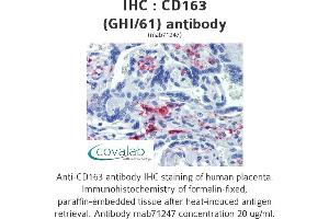 Image no. 2 for anti-CD163 (CD163) antibody (ABIN1721750) (CD163 anticorps)