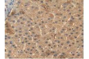 IHC-P analysis of Human Liver Tissue, with DAB staining. (BMP4 anticorps  (AA 22-408))