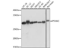 Western blot analysis of extracts of various cell lines, using PSM Rabbit mAb (ABIN7269600) at 1:1000 dilution. (PSMA3 anticorps)