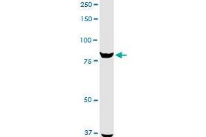 ANAPC5 MaxPab rabbit polyclonal antibody.