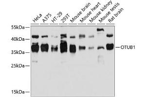 Western blot analysis of extracts of various cell lines, using OTUB1 antibody (ABIN6128400, ABIN6145086, ABIN6145088 and ABIN6215346) at 1:3000 dilution. (OTUB1 anticorps  (AA 1-220))