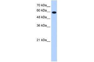 STIP1 antibody used at 1.
