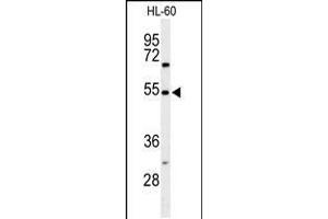 Western blot analysis of GRPR Antibody in HL-60 cell line lysates (35ug/lane) (Gastrin-Releasing Peptide anticorps  (AA 123-152))