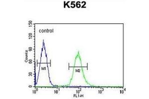 Flow cytometric analysis of K562 cells using KATNAL1 Antibody (N-term) Cat.