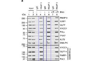 Partial characterization of DSB repair complexes by co-IP analysis.