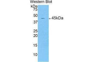 Western Blotting (WB) image for anti-Corticotropin Releasing Hormone (CRH) (AA 40-195) antibody (ABIN1173734) (CRH anticorps  (AA 40-195))
