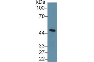 Western Blot; Sample: Mouse Cerebellum lysate; Primary Ab: 1µg/ml Rabbit Anti-Human INHbA Antibody Second Ab: 0. (INHBA anticorps  (AA 311-426))