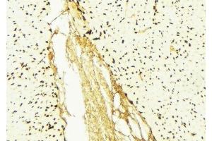 ABIN6276426 at 1/100 staining Mouse liver tissue by IHC-P. (eEF1A1 anticorps  (Internal Region))