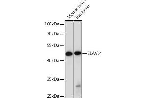 Western blot analysis of extracts of various cell lines, using EL Rabbit pAb (ABIN7266914) at 1:1000 dilution. (ELAVL4 anticorps  (AA 1-366))