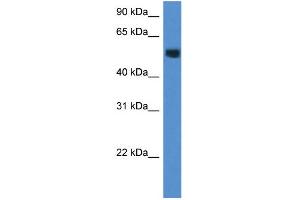 WB Suggested Anti-Chst2 Antibody   Titration: 1. (CHST2 anticorps  (Middle Region))