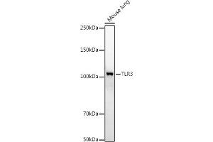 Western blot analysis of extracts of Mouse lung, using TLR3 antibody (ABIN6130066, ABIN6149219, ABIN6149220 and ABIN6215465) at 1:500 dilution.
